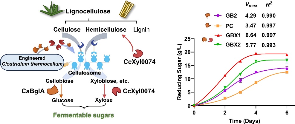 青岛能源所开发增强纤维素与半纤维素降解能力的整合生物糖化工程菌株